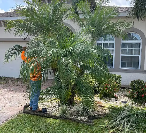 Professional landscaper maintaining palm trees and lawn in front of a residential home in Orlando, Florida by Central Florida Lawn Service.