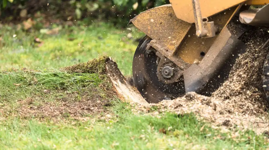best tree removal service in orlando florida